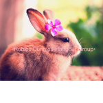 Roblox Bunnies Hangout group