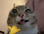 I_love_cats_<3