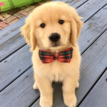 ~•~Puppy Squad~•~