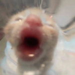 Kitty_kit squad! :3