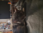 JOIN THE CAT GROUP NOW