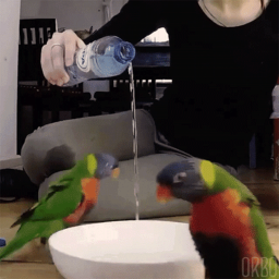 parrot ritual
