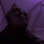 Purple huub