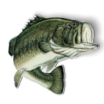 Fish Head Cult