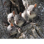 Squirrel's United!