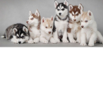 Husky family.