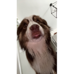 Paw's fan group