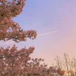 Sakura Time