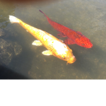 Fish republic
