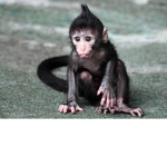 The best Monkeys yes yes