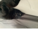 My cat1039