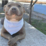 PitBull Squad!