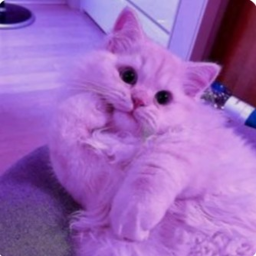 ≽^•⩊•^≼