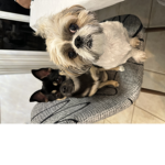 Cookie and Pretzel