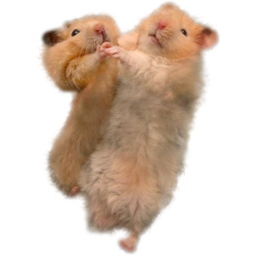The Hamster Club