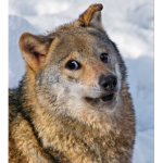 Team wolf 1234