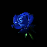 -The Order of the Blue Rose-