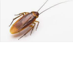 The Cockroach Army Rises
