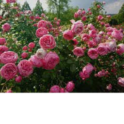 WH Rose Garden