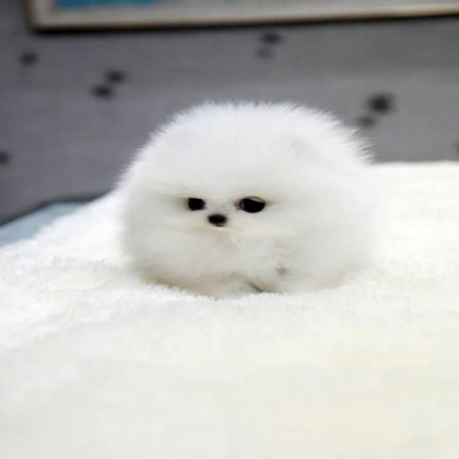 Cute Dog Roblox decal
