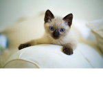 cats are good