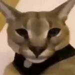the 1v1 cat group