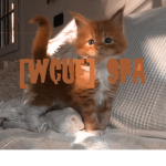 [WC UE] stride paws arrangement