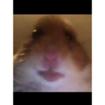 Hamster gang selling robux