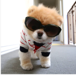 Save a dog