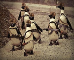 THE ICY PENGUIN GROUP