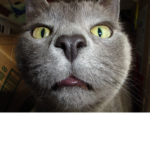 The Flossing cat