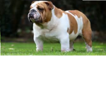 LOS PERROS