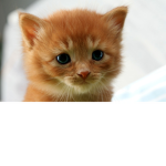 les chats