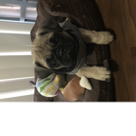 PuppyGirlLovesDogs