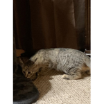- Kitty Meow Hangout -