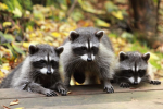 Da Raccoons!
