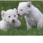 Animal friend United