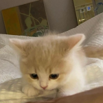 im so plue