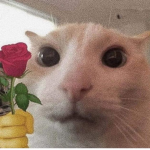 Florzinhas do abacate