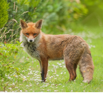 Fantastic Foxes!