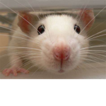 Rats in MM2