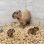 Capybara.group