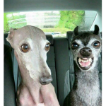 Skinny Dogs Aesthetic
