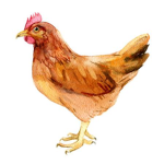 arizonchicken