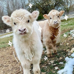 cuti3 cows!!!