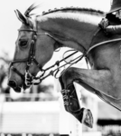 Overhead Equestrian