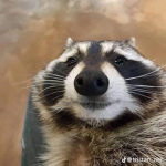 Raccoon4life