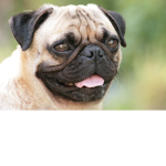 Pug Studios.