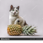 Ananas Yien Kedi