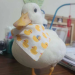 Ahiru アヒル